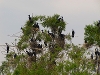 Cormorant Colony, Rondeau Bay