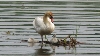 Trumpeter Swans, Shrewsbury Ontario