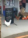 A few of our friendly chickens
