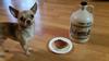 Gator The Chihuahua (Our Maple Mascot)