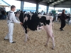 Simcoe County Holstein Show