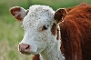 Hereford Show